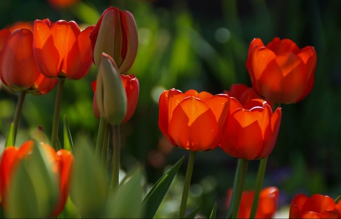 Rote Tulpen im Sonnenlicht als Frühlingsmotiv für Märzveranstaltungen