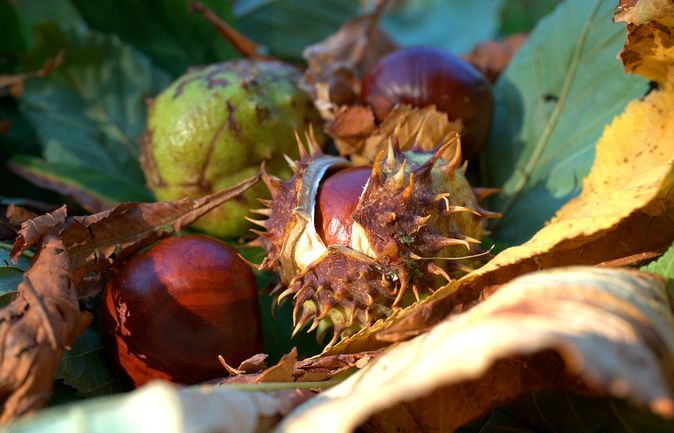 Herbstliche Kastanien in stacheligen Schalen zwischen trockenen Blättern