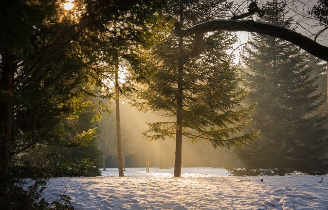 Verschneiter Park mit Sonnenstrahlen zwischen Tannen im Dezember