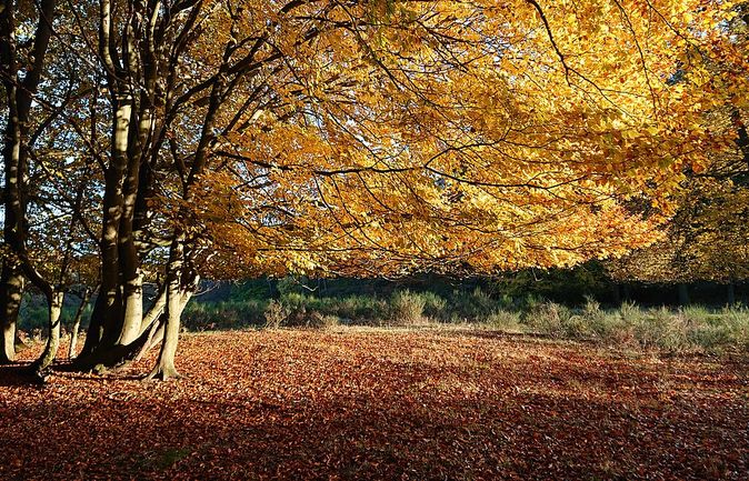Herbstlicher Wald